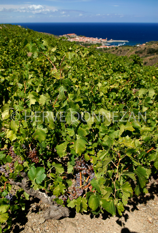 2766_52268_COLLIOURE_VIGNE