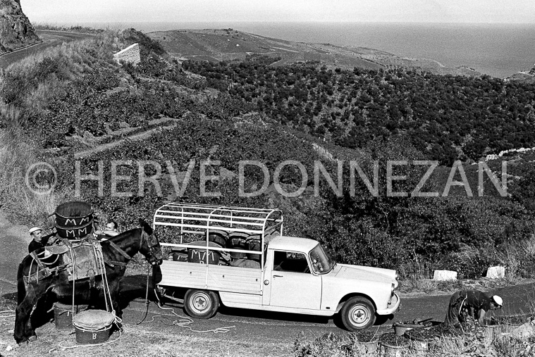 2777_BANYULS_VENDANGES_MULET_