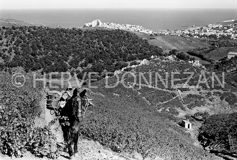 2780-77165_BANYULS_VENDANGES_MULET