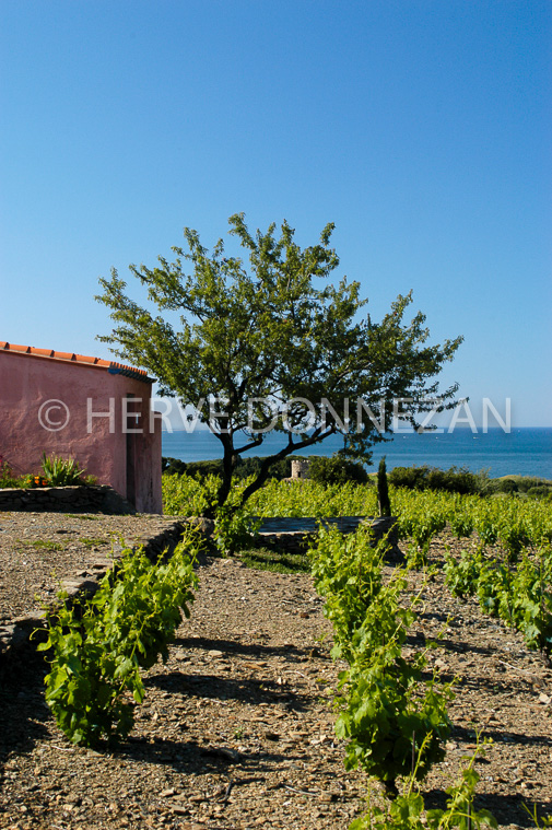 2780_26242_COLLIOURE_CASOT_