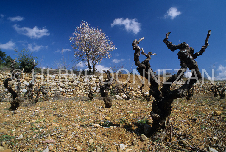 2841_23582_VIGNES CEP AMANIER