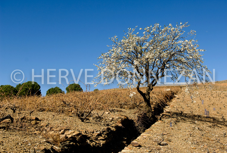 2841_79078_VIGNES_AMANDIER