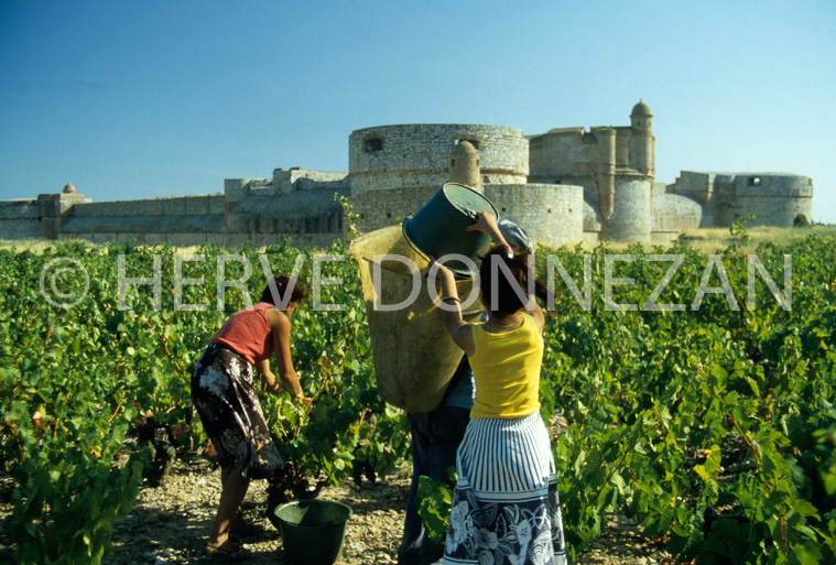 2851_46989_SALSES_VENDANGES
