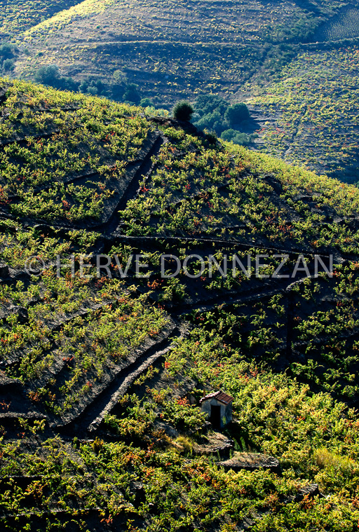 2956_VIGNES_CASOT