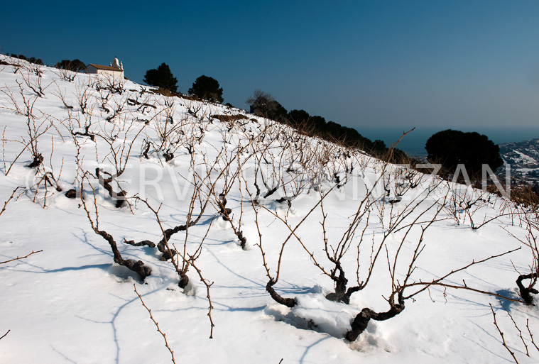 3148_1955_BANYULS_SALETT