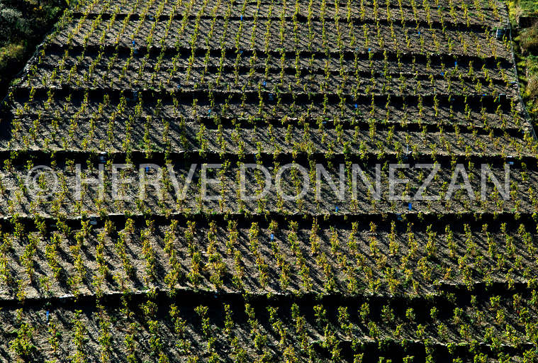 3252_80110_VIGNES_BANYUL