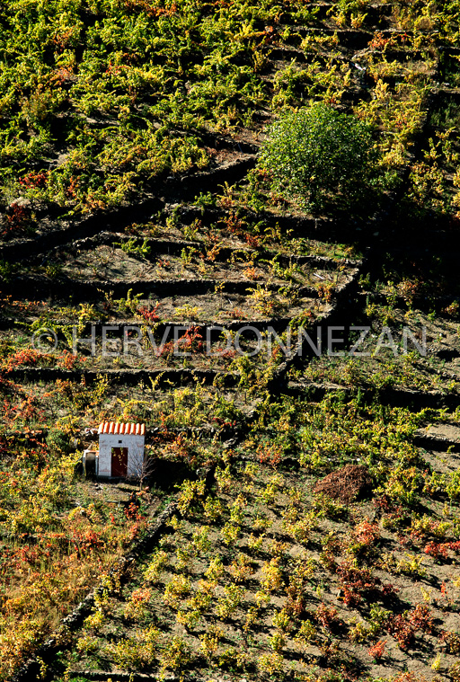 3261_80100_VIGNES_CASOT