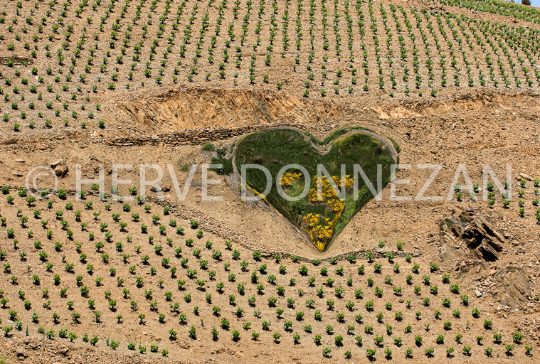 3305_54483_VIGNES_BANYULS