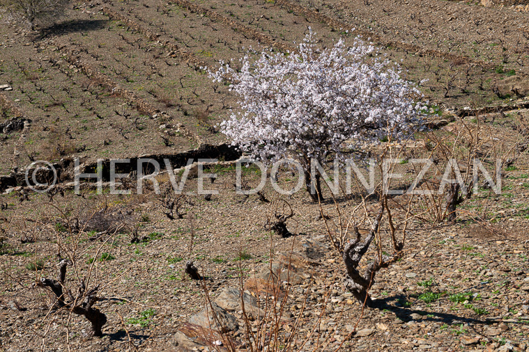3452_94342_VIGNES_AMANDIE