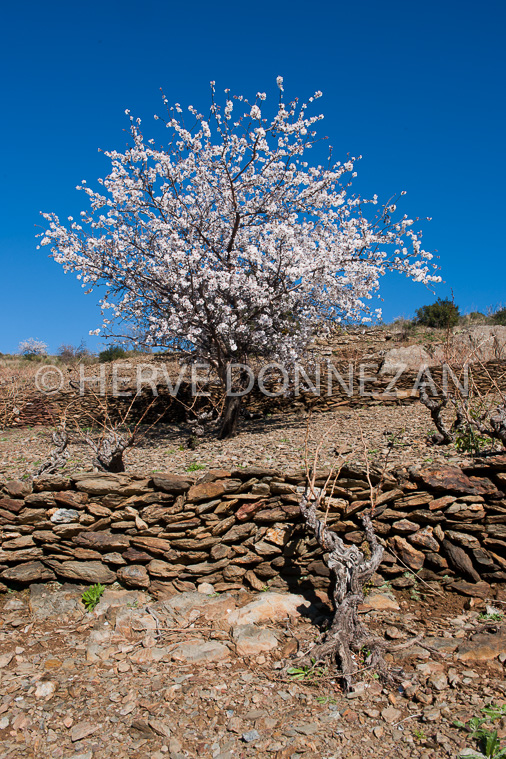 3453_94333_AMANDIER_VIGNE