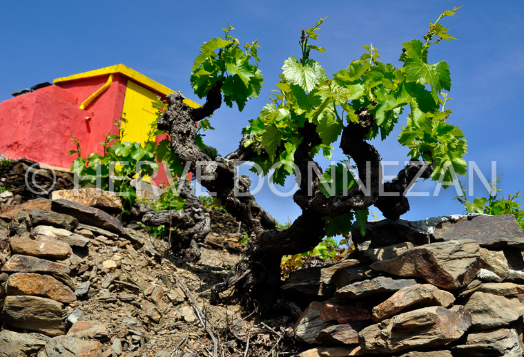 3644_0108_CASOT_COLLIOUR