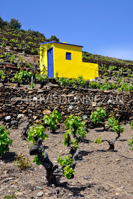 3645-0100_COLLIOURE_CASO