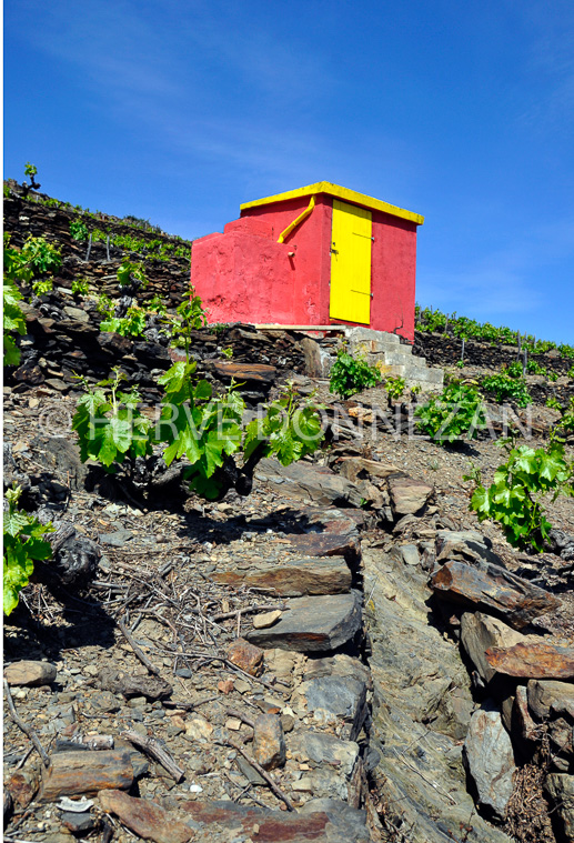 3646_0095_COLLIOURE_CASO