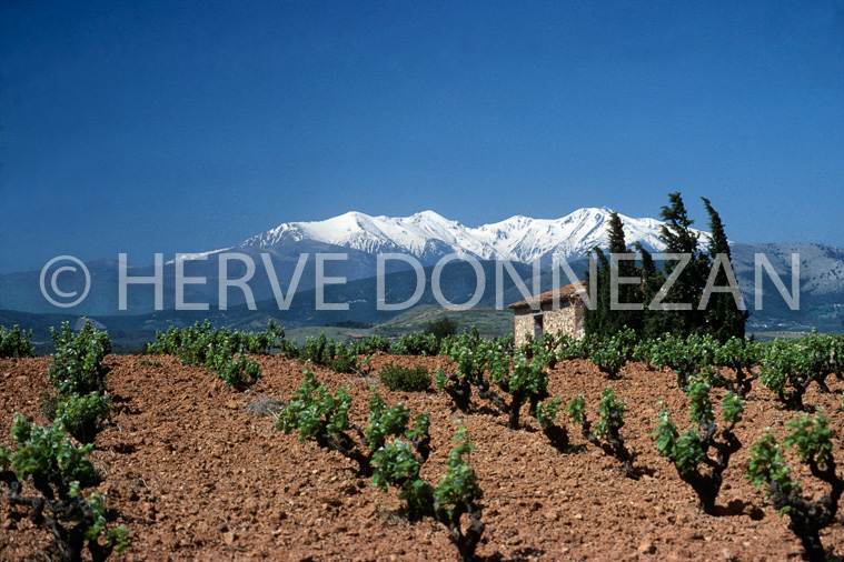 3674_60475_VIGNES CANIGO