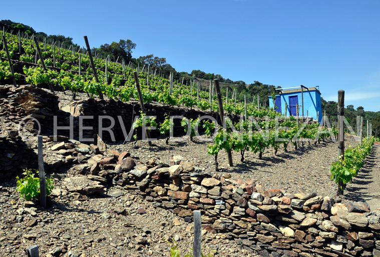 4081_0085-CASOT_VIGNE_BANYULS_COLLIOUR
