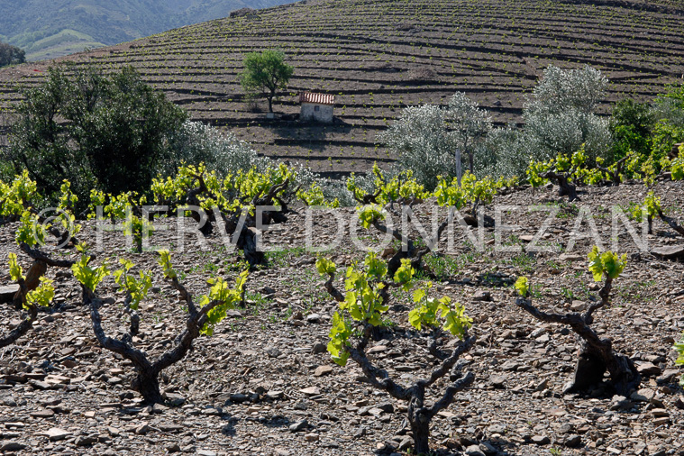 4330_49166-BANYULS_CASO