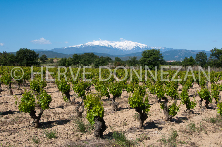 4530_0564_ CANIGOU_VIGNOBL