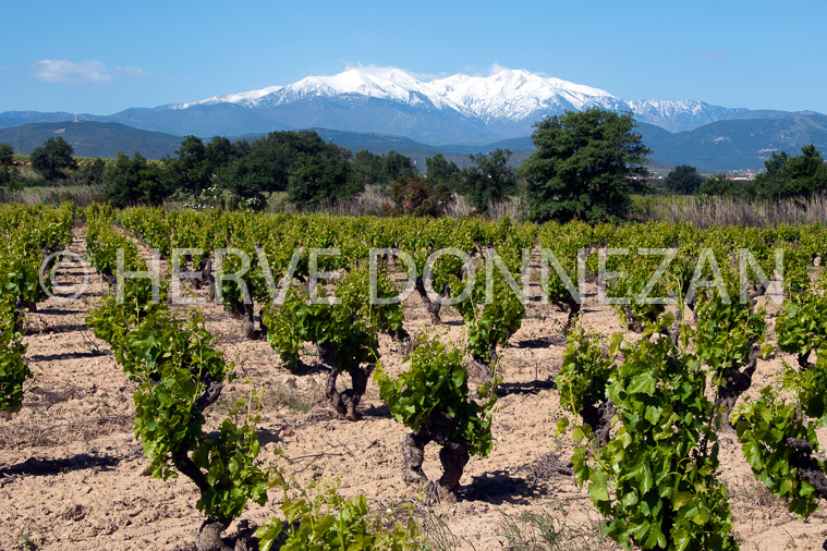 4531_0569_CANIGOU_VIGNE
