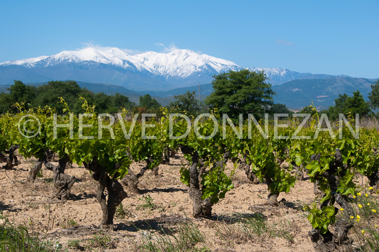 4532_0573_VIGNES_CANIGO