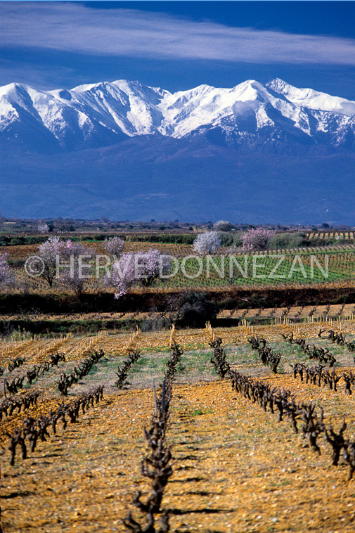 4773_19992-CANIGOU_AMANDIER_VIGNES_POL
