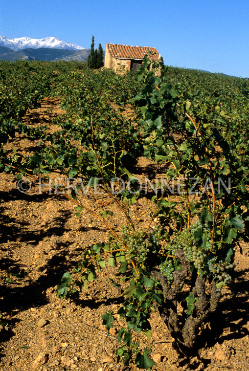 4853_70880_ROUS_VIGNE_CASO