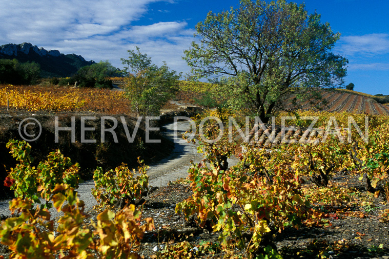 4855_35521_VIGNE_FENOUIILEDES-CASO