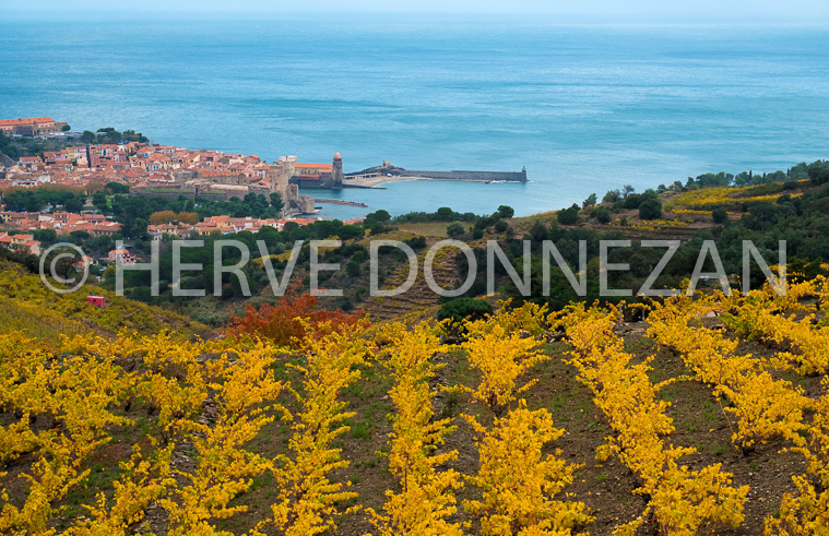 5892-5143-COLLIOURE-VIGNES-AUTOMN
