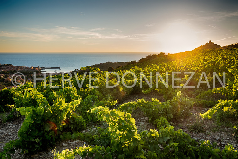 6031 COLLIOURE VIGNES SUNRISE-014005