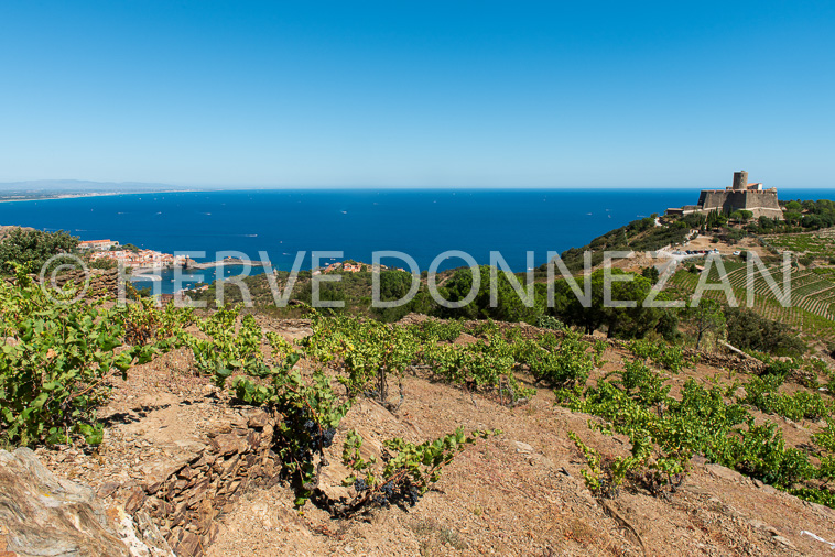 6688-0137303-COLLIOURE-VIGNES BAIE-H