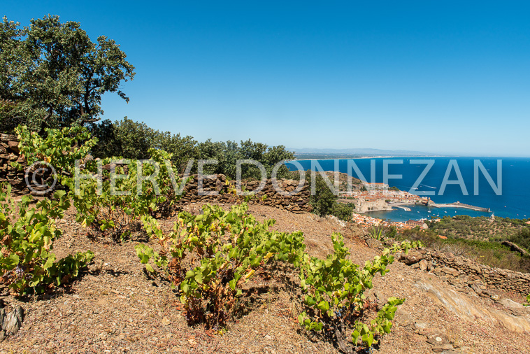 6690-0137297-COLLIOURE-VIGNR-CRU-H